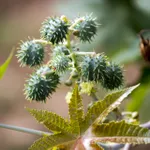 Olio di ricino