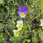 Viola del pensiero