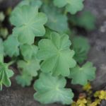 Alchemilla