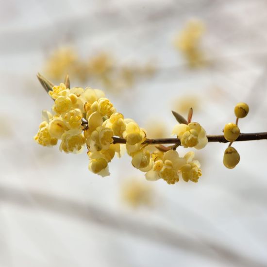 Litsea cubeba