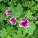 Malva común
