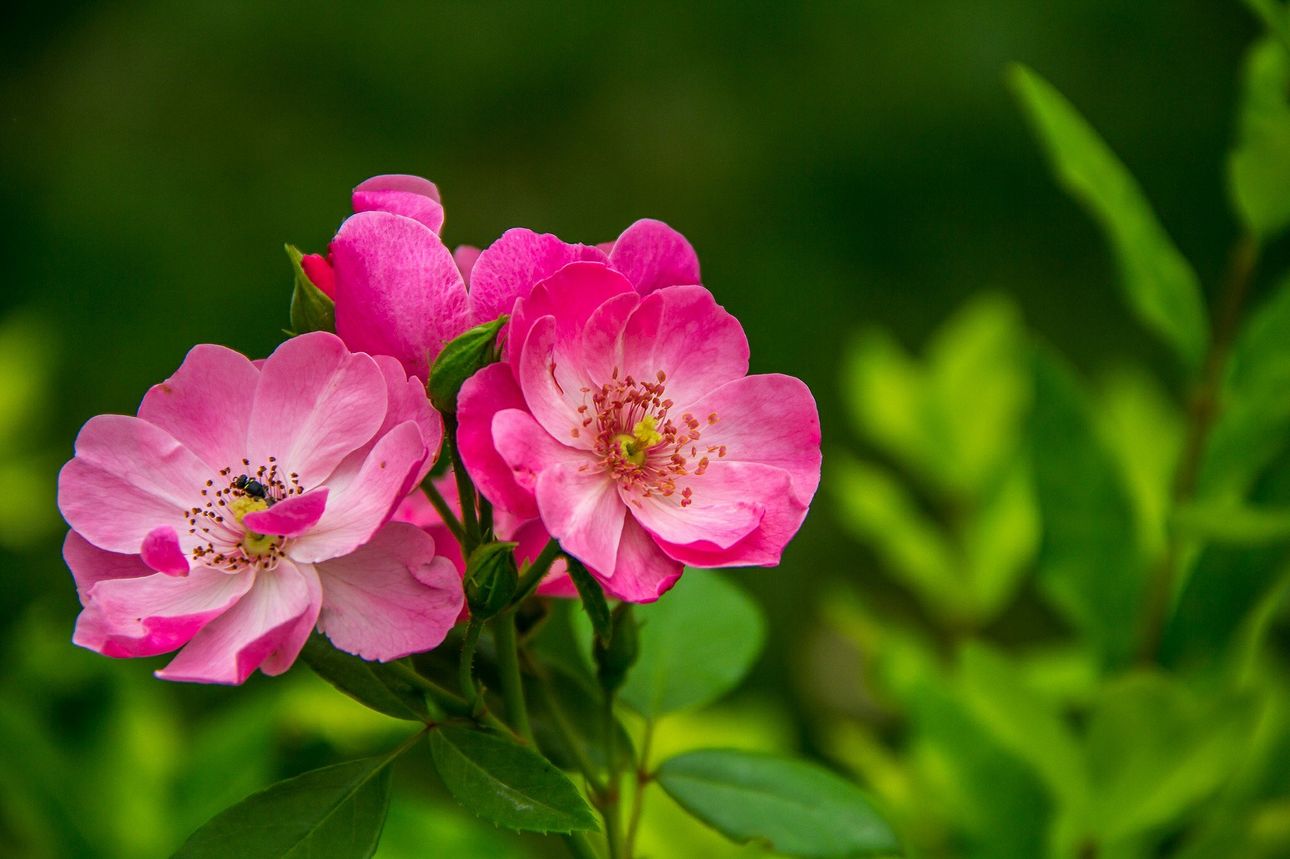 Die Königin unter den Blumen!