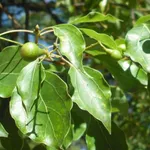 Kamfora