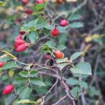 Rosa canina