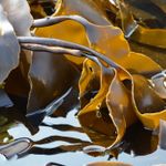 Mořská řasa Kelp
