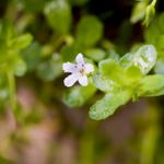 Brahmi