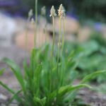 Piantaggine