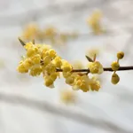 Litsea cubeba