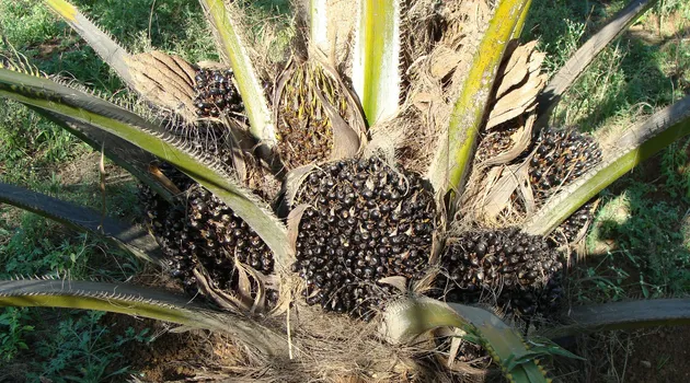 Il cattivone di nome olio di palma