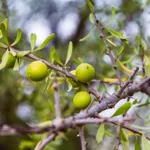Olio di argan
