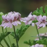 Pelargonia pachnąca