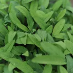 Salvia