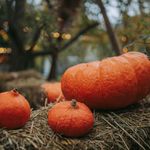 Zucca