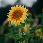 Olio di girasole