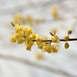 Litsea cubeba