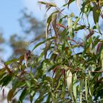 Eukalyptus citriodora