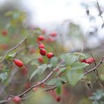 Rosa canina