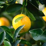 Limón