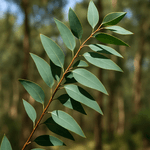 Eukalyptus