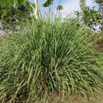 Citronela