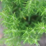 Rosmarino
